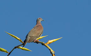 Pigeon rousset