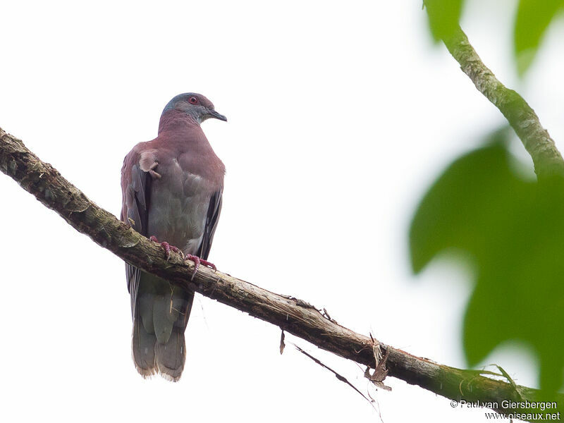 Pale-vented Pigeon