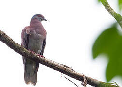 Pale-vented Pigeon