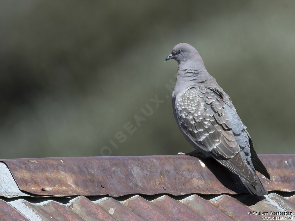 Spot-winged Pigeonadult