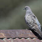 Pigeon tigré