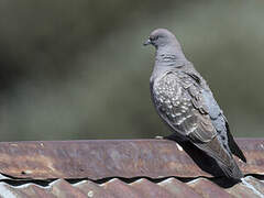 Spot-winged Pigeon