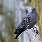Pigeon tigré