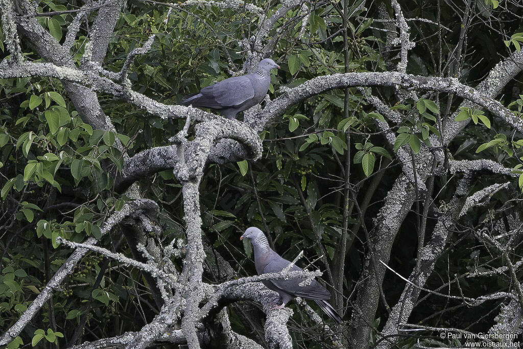 Pigeon trocazadulte