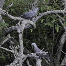 Pigeon trocaz