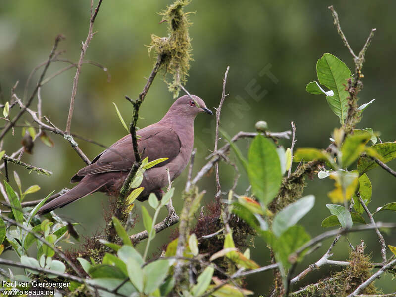 Pigeon vineuxadulte, identification