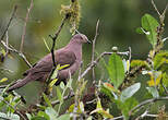 Pigeon vineux
