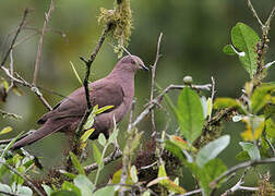 Ruddy Pigeon