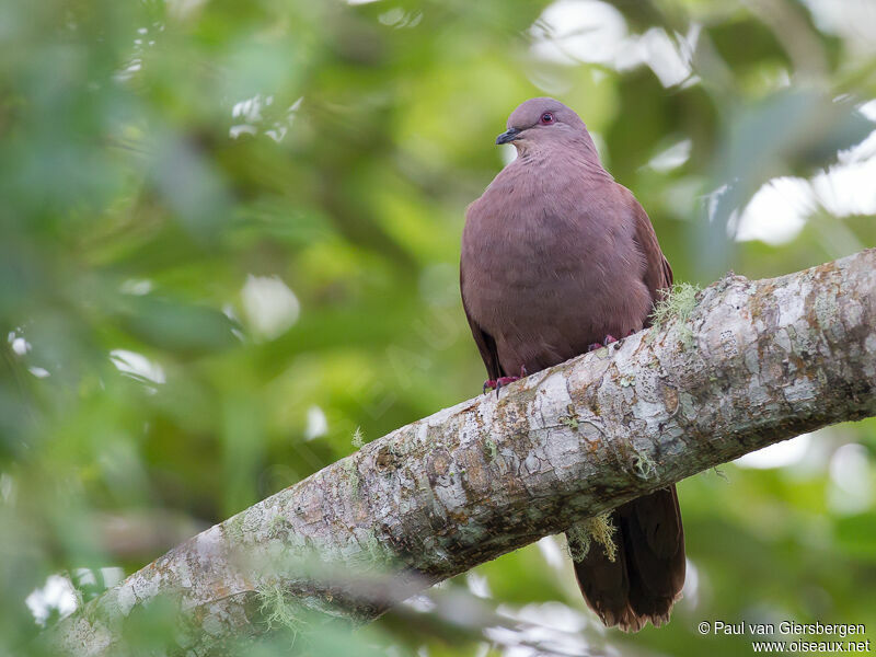 Ruddy Pigeon