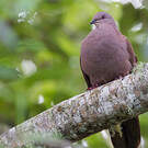 Pigeon vineux