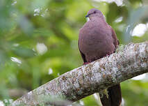 Pigeon vineux