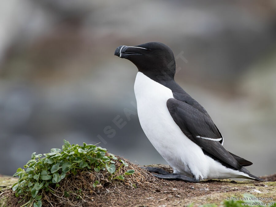 Pingouin tordaadulte