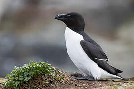 Razorbill