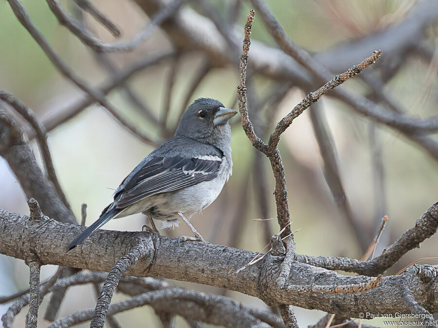 Pinson bleu de Grande Canarie mâle adulte