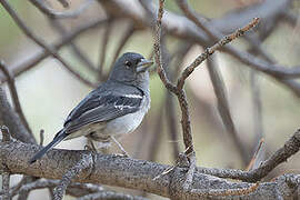 Gran Canaria Blue Chaffinch