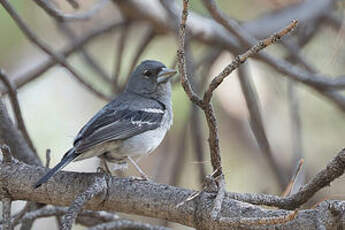 Pinson bleu de Grande Canarie