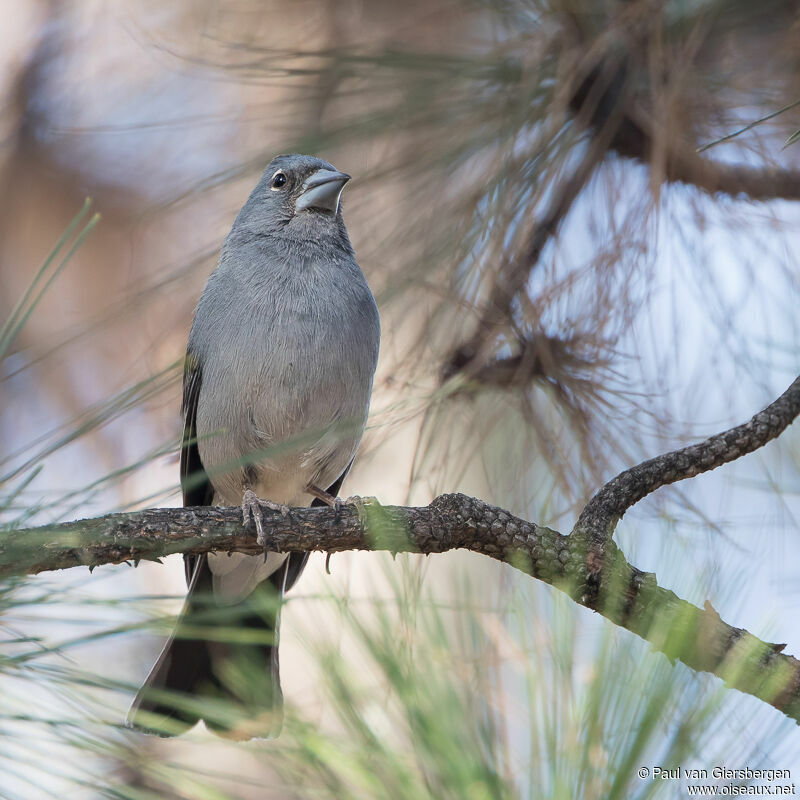 Tenerife Blue Chaffinch male adult