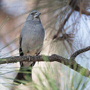 Tenerife Blue Chaffinch