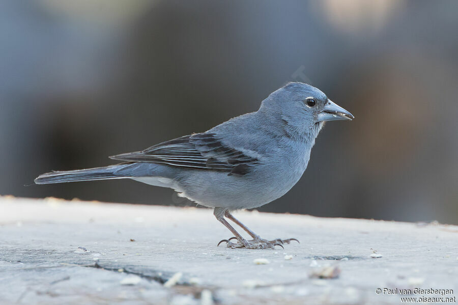 Pinson bleu mâle adulte