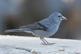 Tenerife Blue Chaffinch