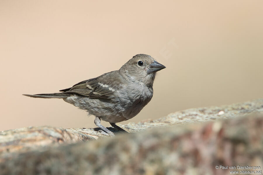 Tenerife Blue Chaffinch female adult