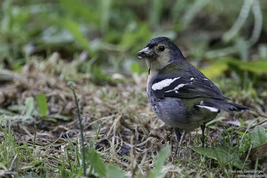 Pinson de Madèreadulte