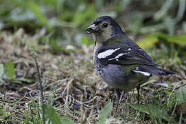 Madeira Chaffinch