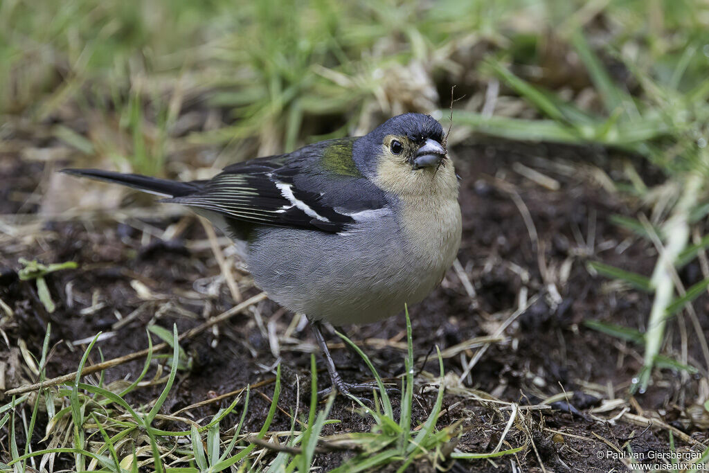 Pinson de Madèreadulte