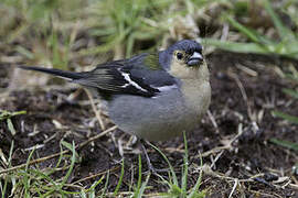 Madeira Chaffinch