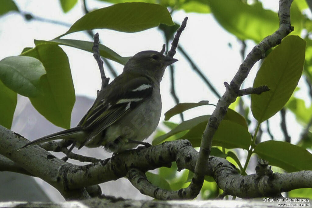 African Chaffinchadult