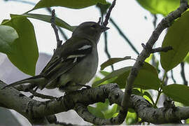 African Chaffinch