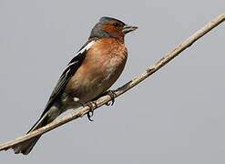 Eurasian Chaffinch