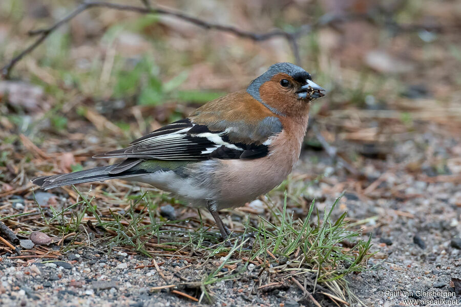 Common Chaffinchadult