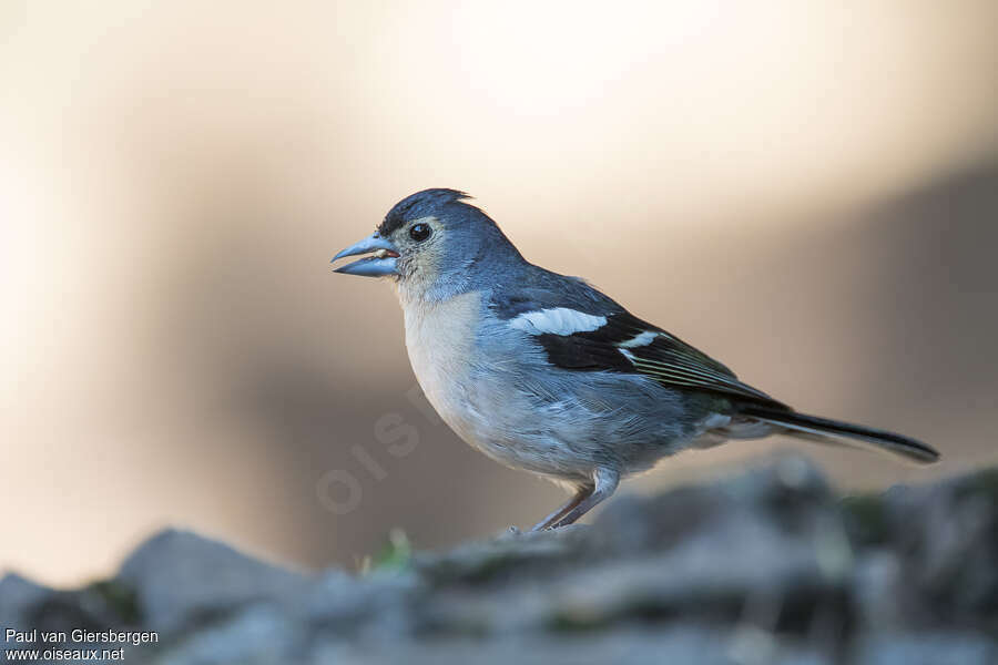 Pinson des Canaries mâle adulte