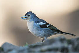 Canary Islands Chaffinch