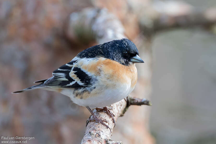 Brambling male adult transition, identification