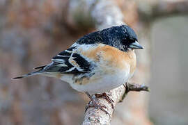 Brambling