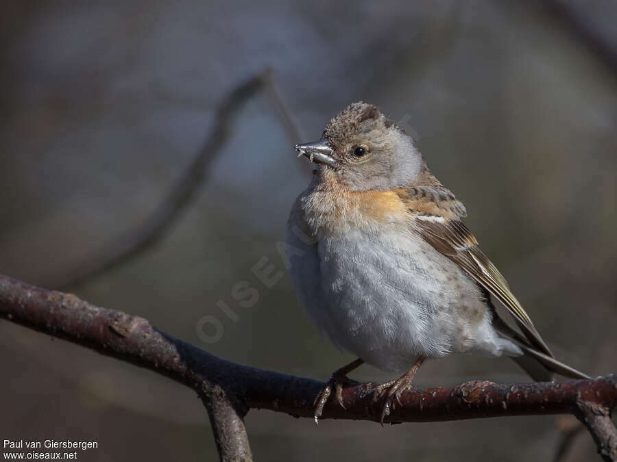 Brambling female adult, pigmentation, eats