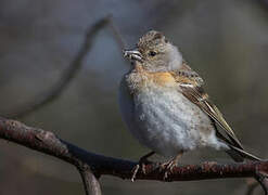 Brambling