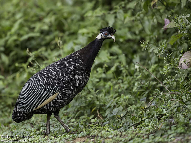 Southern Crested Guineafowladult