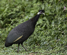 Southern Crested Guineafowl