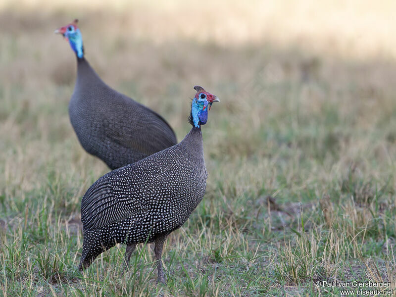 Helmeted Guineafowl