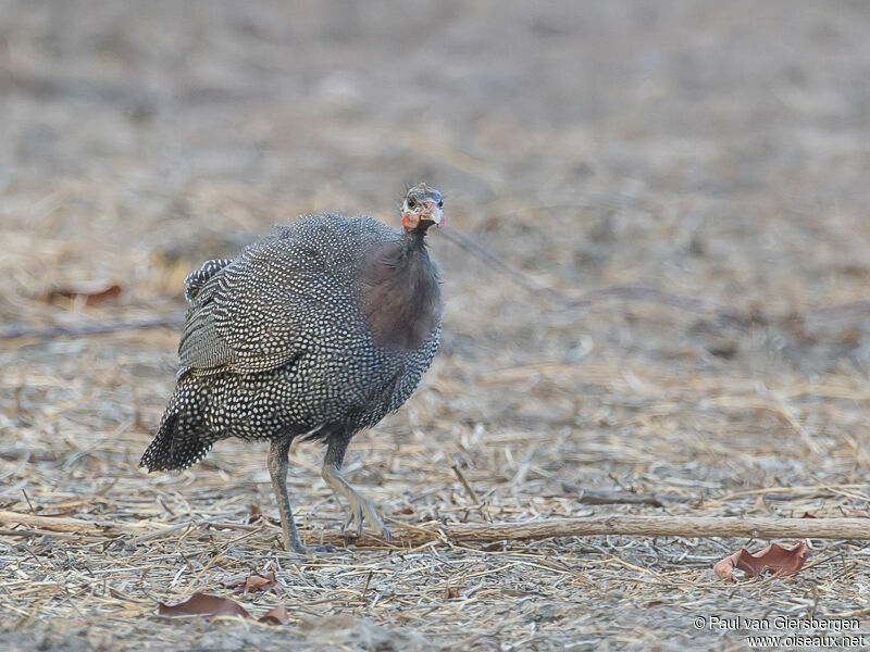 Helmeted Guineafowl