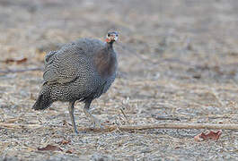 Helmeted Guineafowl