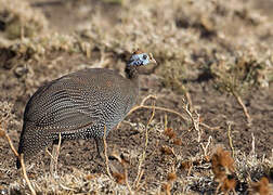 Helmeted Guineafowl