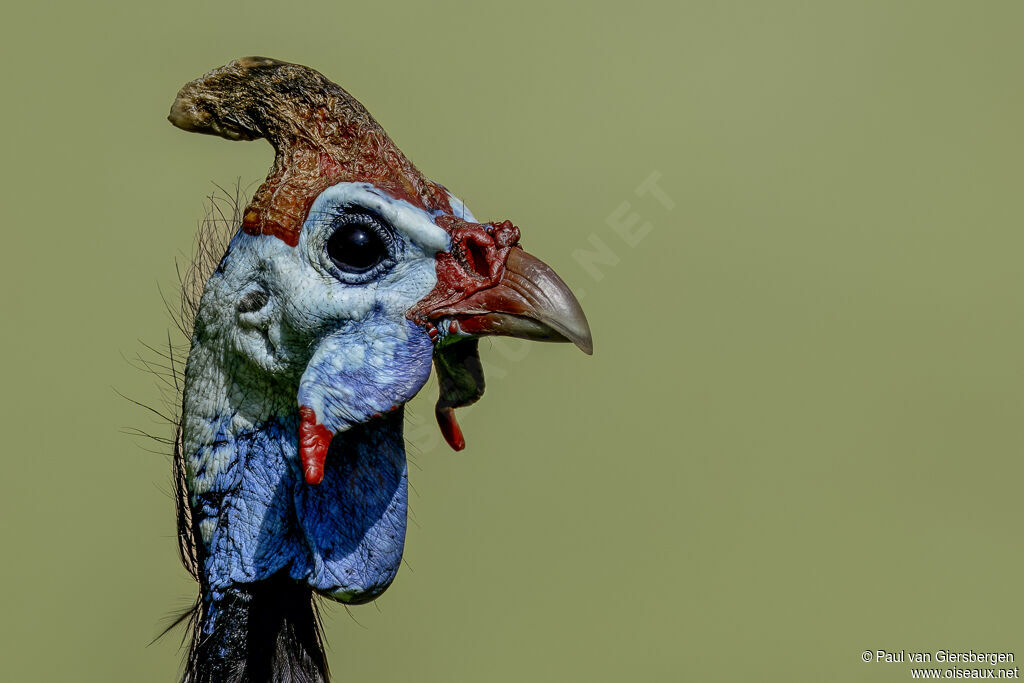 Helmeted Guineafowl