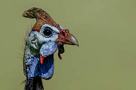 Helmeted Guineafowl