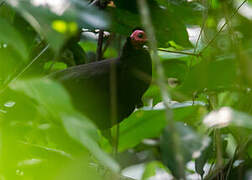 Black Guineafowl