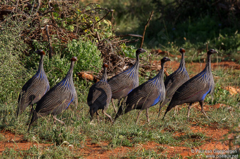 Vulturine Guineafowl