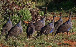 Vulturine Guineafowl